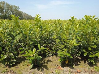 Ca. 100x Laurier Prunus laurocerasus ‘Novita’ 70 tot 90 centimeter (ex